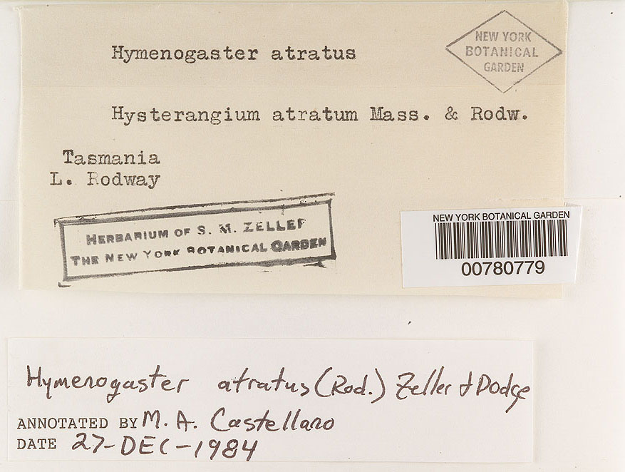 Protoglossum luteum image