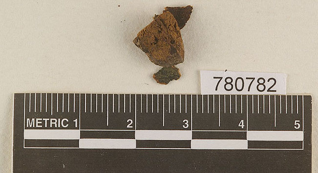 Hysterangium inflatum image