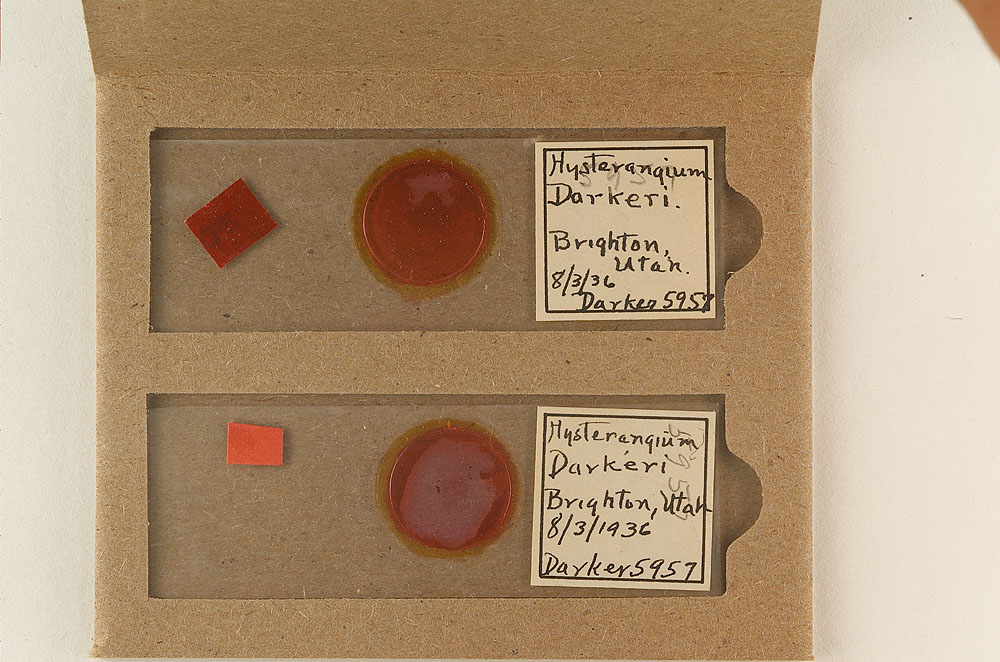 Hysterangium darkeri image