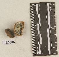 Hysterangium crassirhachis image