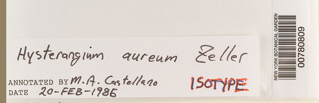 Hysterangium aureum image