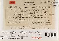Hysterangium album image