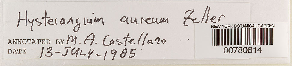 Hysterangium affine var. oreades image