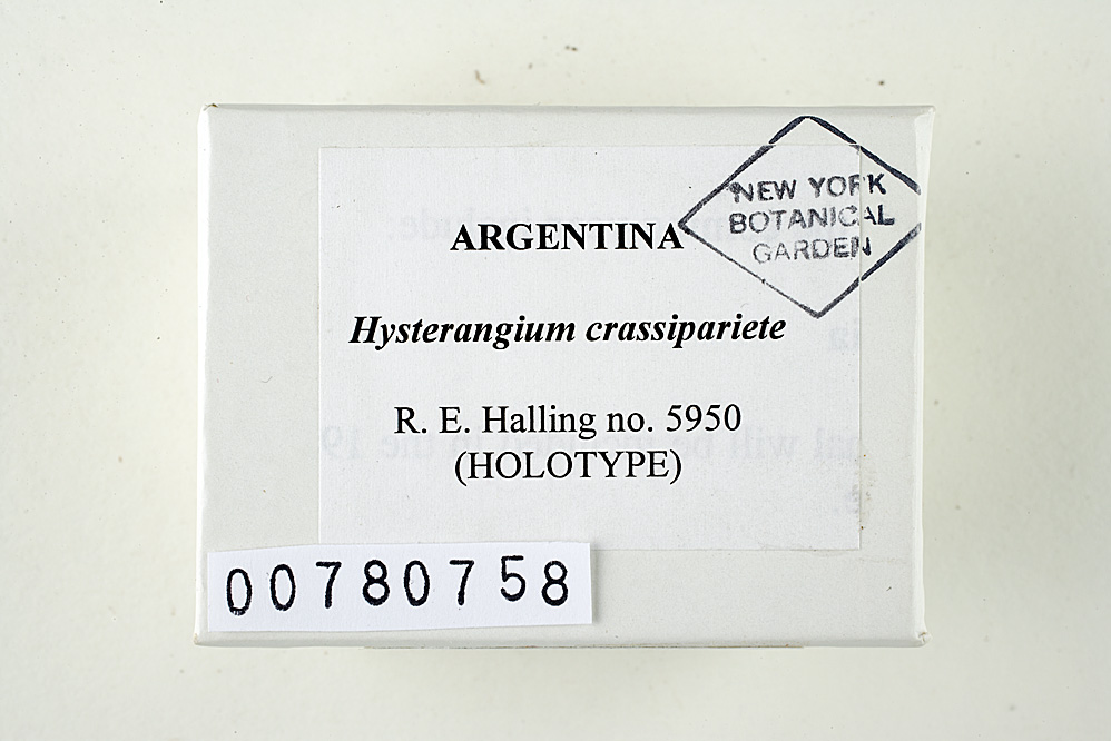 Hysterangium crassipariete image