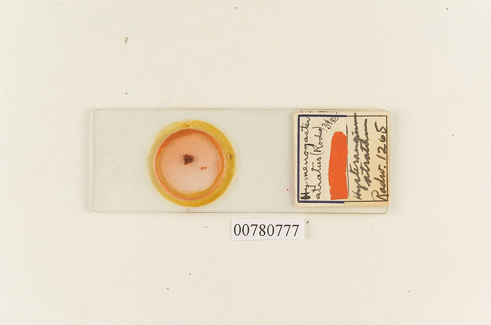 Protoglossum luteum image