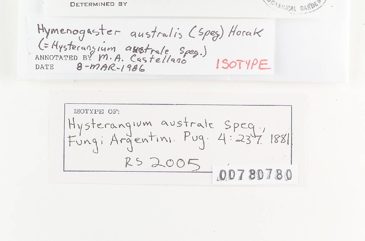 Hysterangium australe image