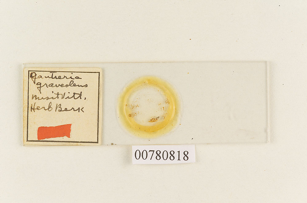 Gautieria graveolens image