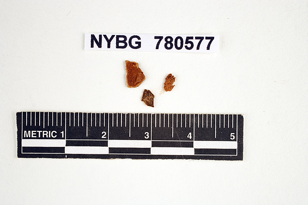 Neosecotium africanum image