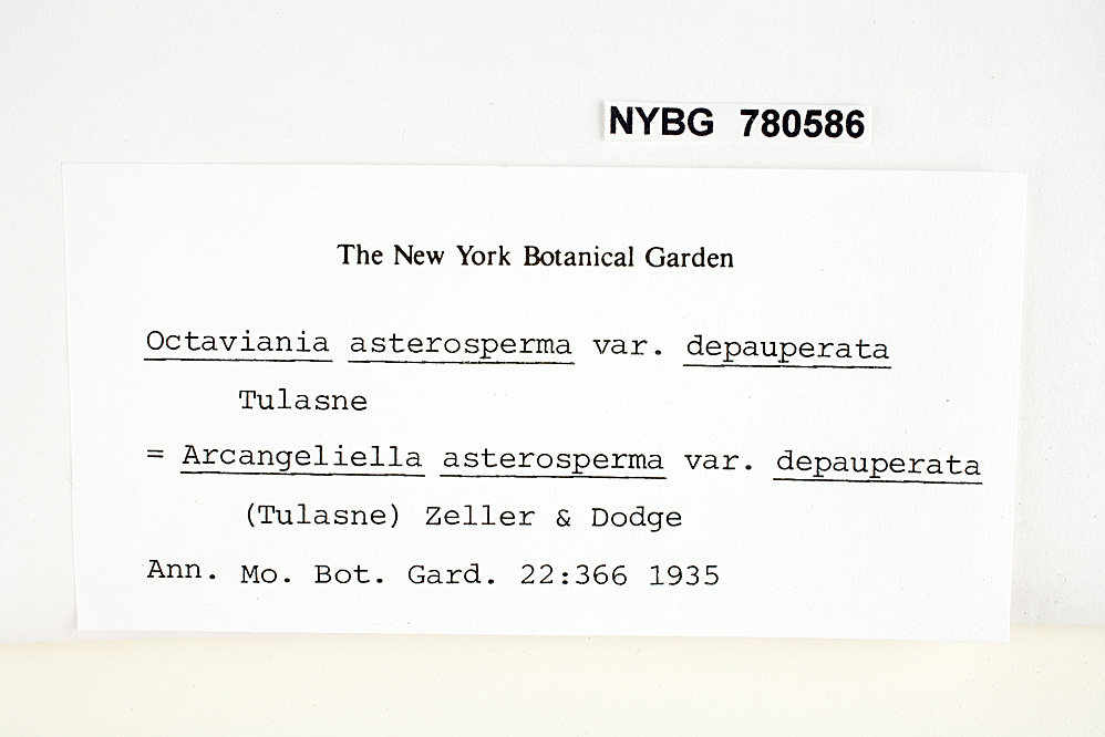 Octaviania asterosperma var. depauperata image