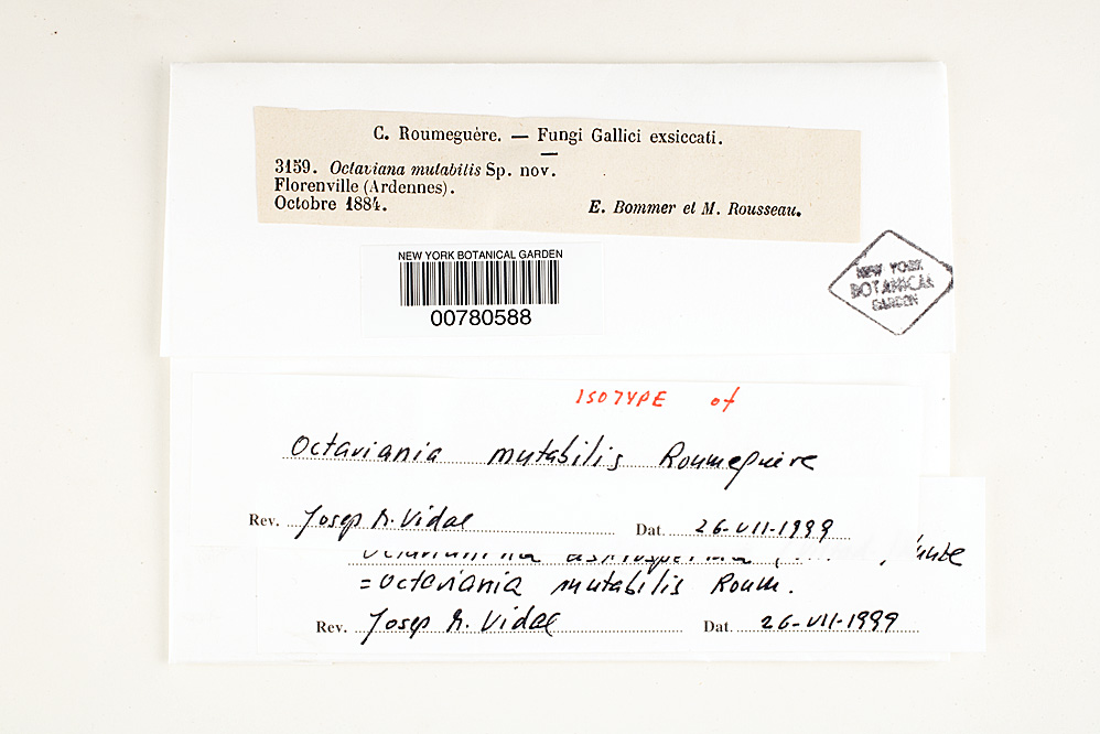 Octaviania mutabilis image