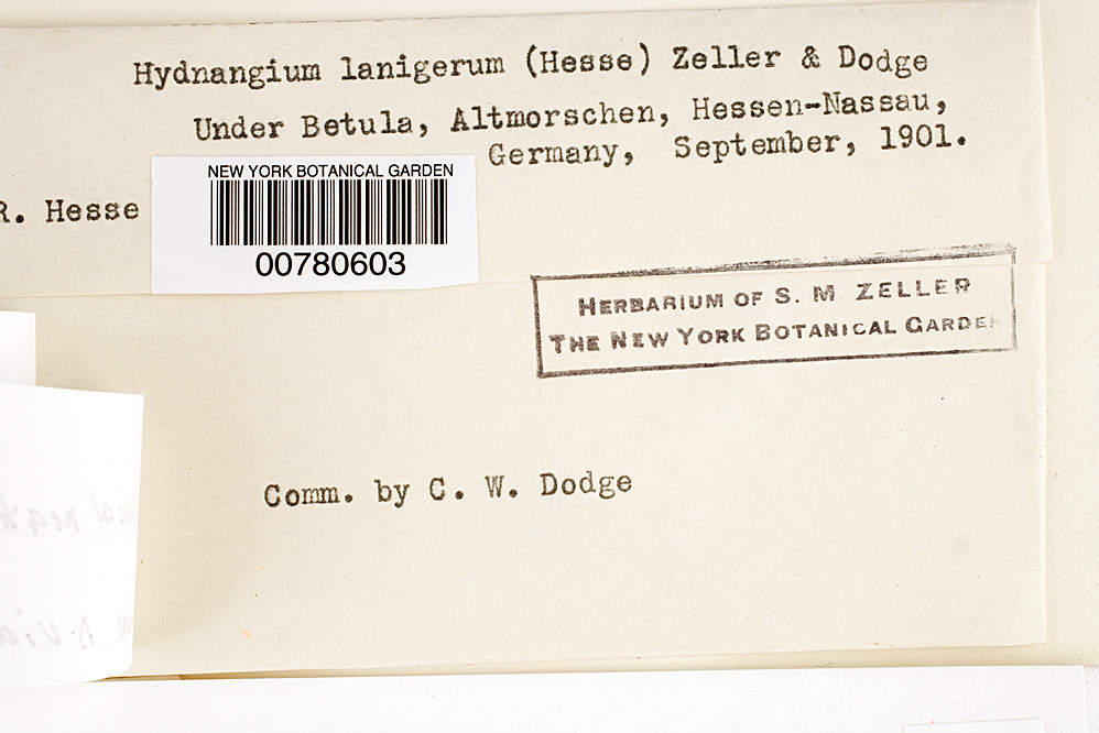 Octaviania lanigera image