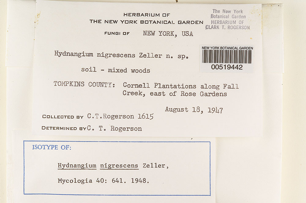 Hysterangium pumilum image