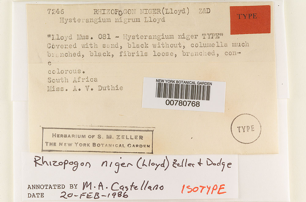 Hysterangium nigrum image