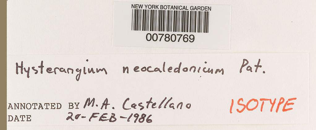 Hysterangium neocaledonicum image