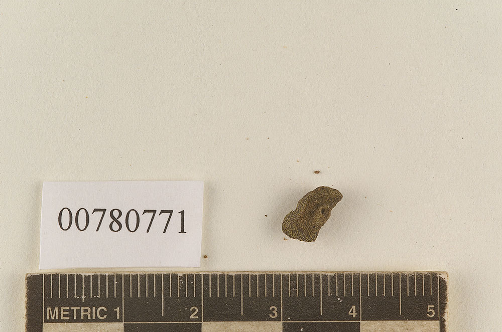 Hysterangium neglectum image