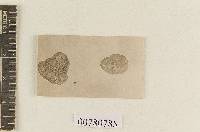 Rhizopogon aurantius image