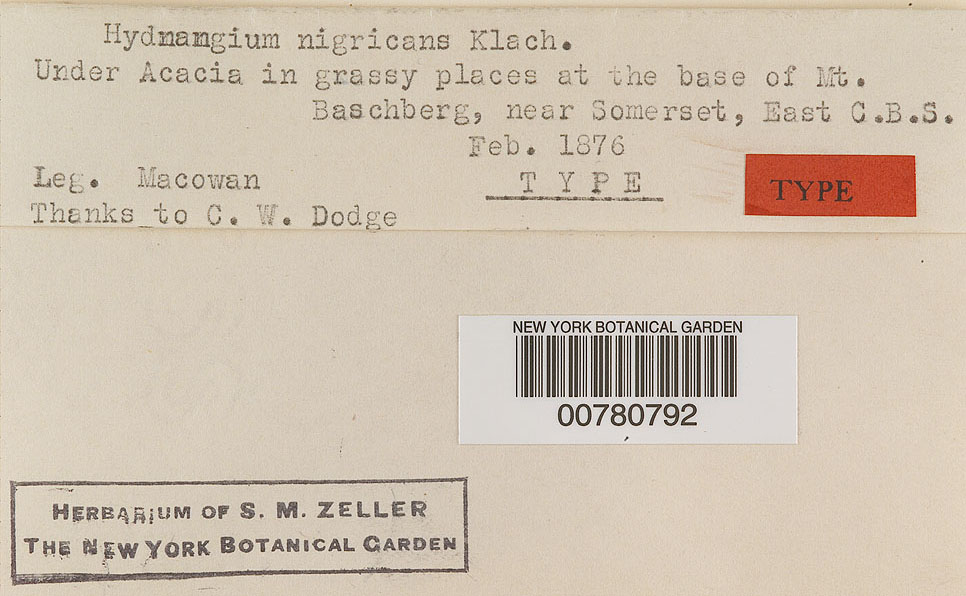Hydnangium nigricans image