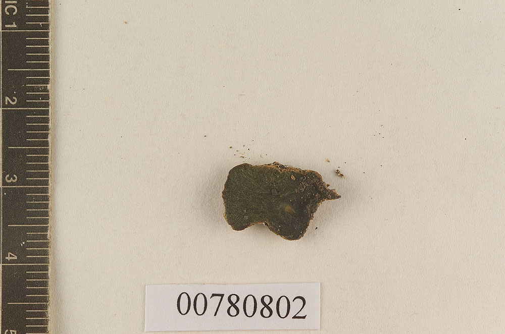 Hysterangium fuscum image