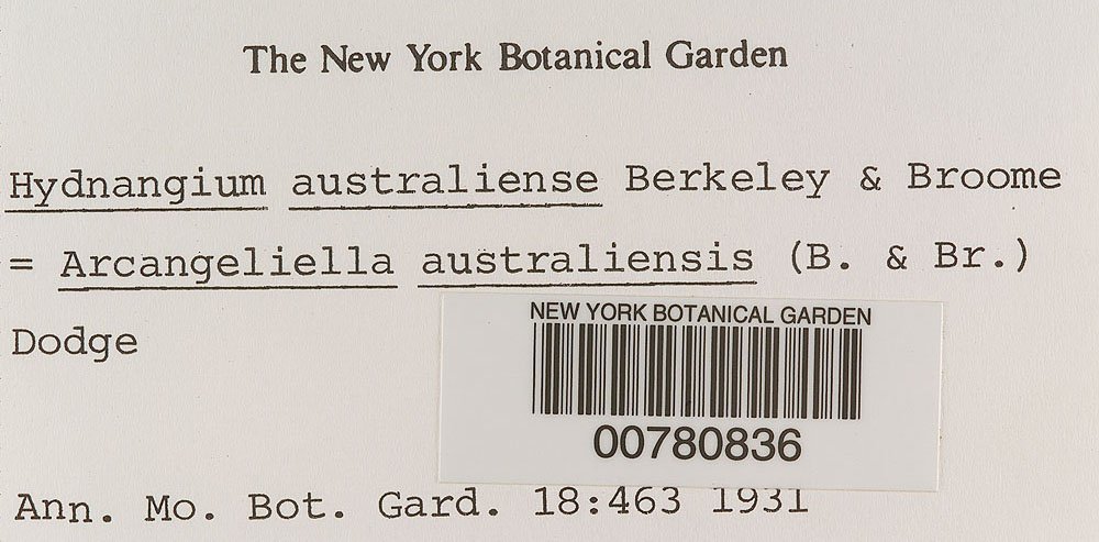 Zelleromyces australiensis image