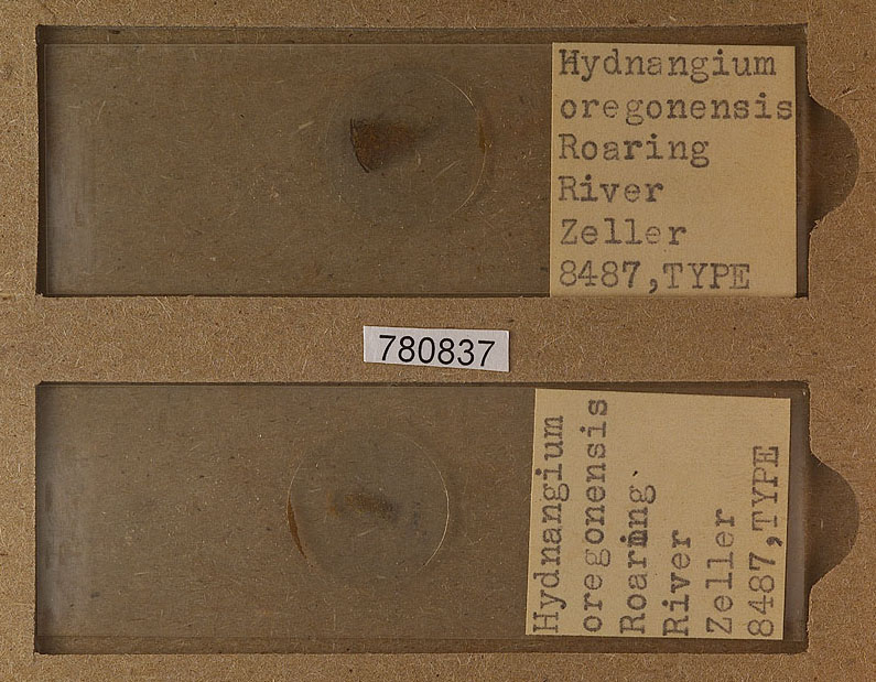 Cystangium oregonense image