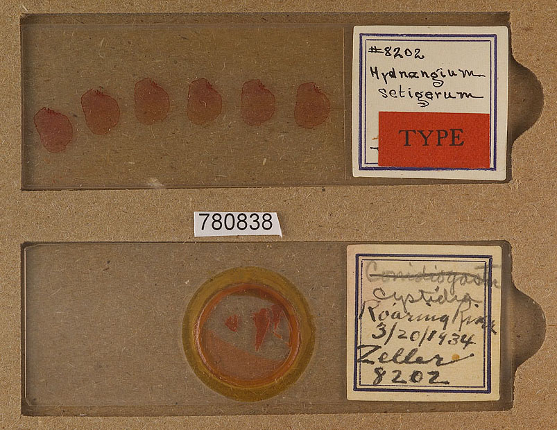 Hydnangium setigerum image