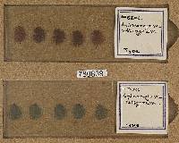 Hydnangium setigerum image