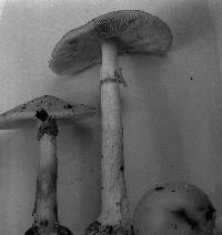 Amanita aestivalis image