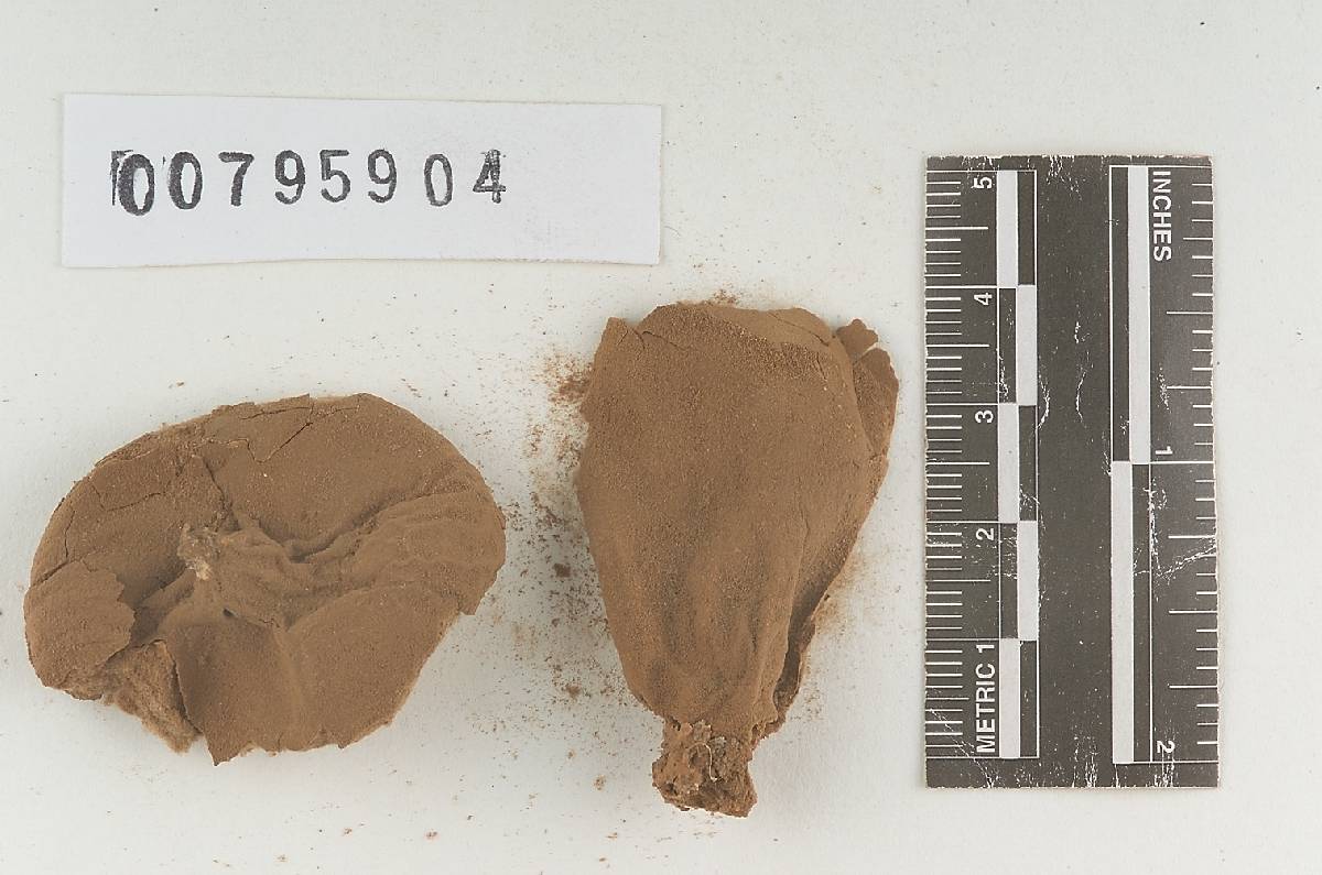 Calvatia turneri image
