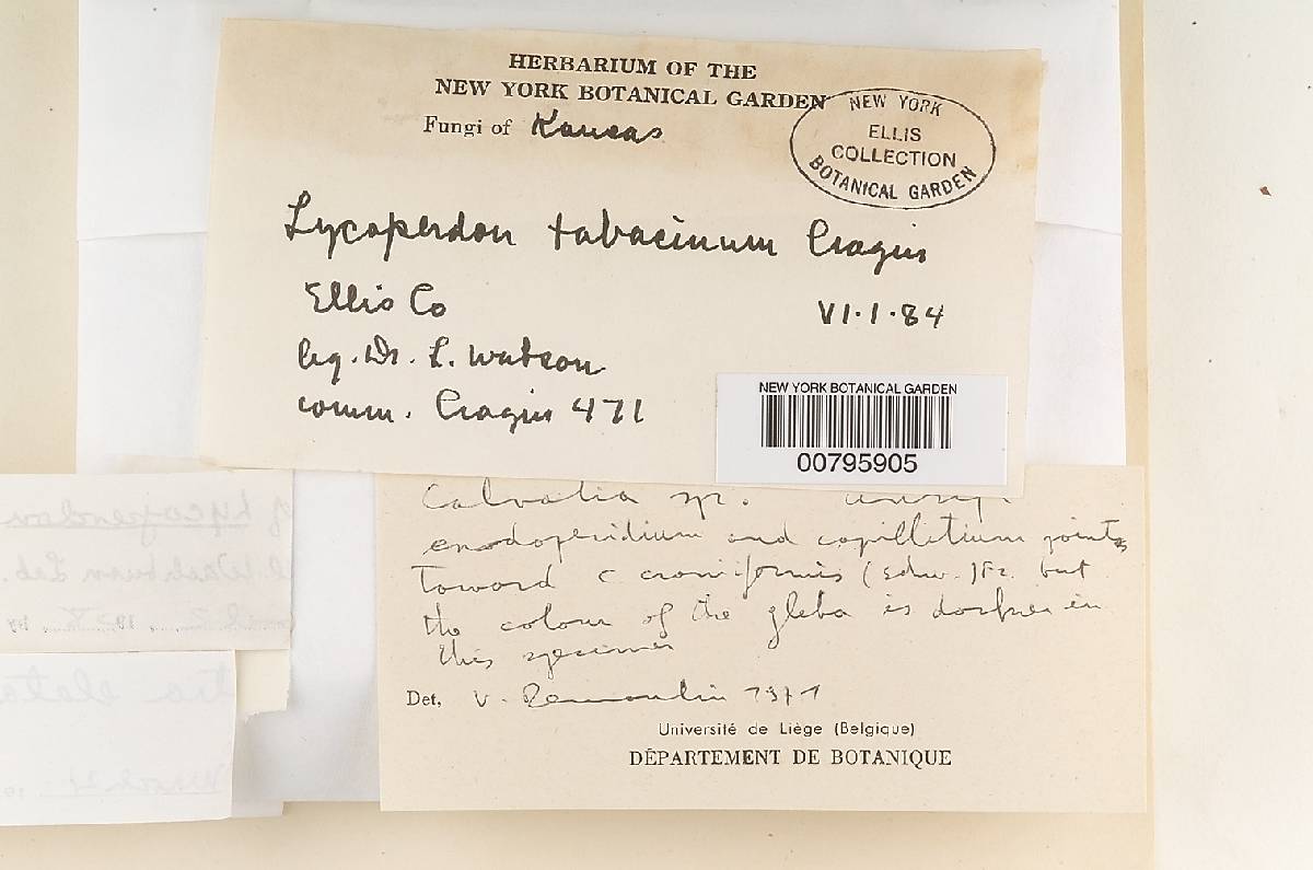 Lycoperdon tabacinum image