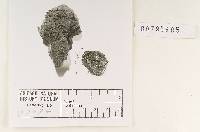 Lycoperdon tabacinum image