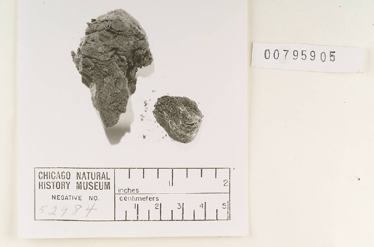 Lycoperdon tabacinum image