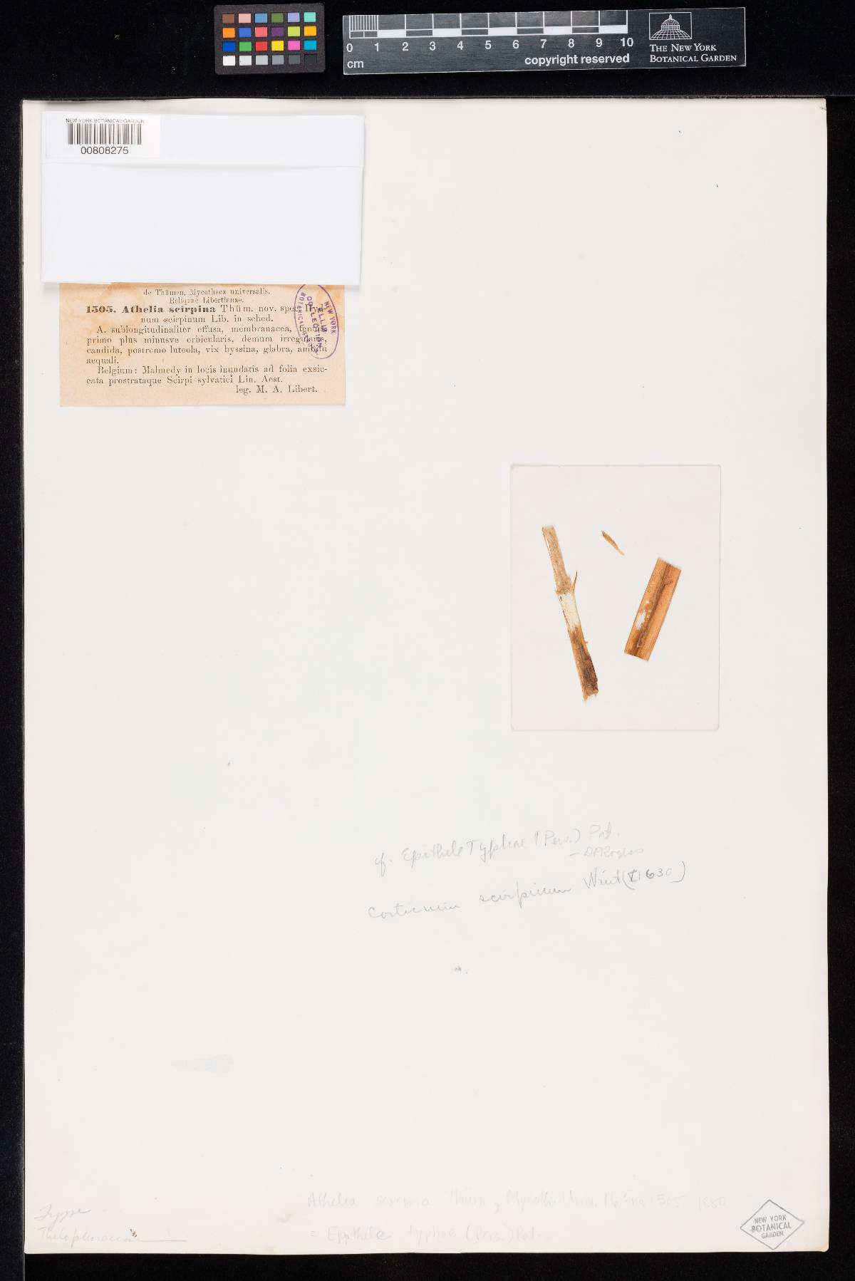 Epithele typhae image