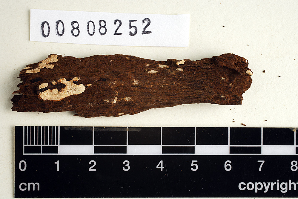 Aleurodiscus mirabilis image