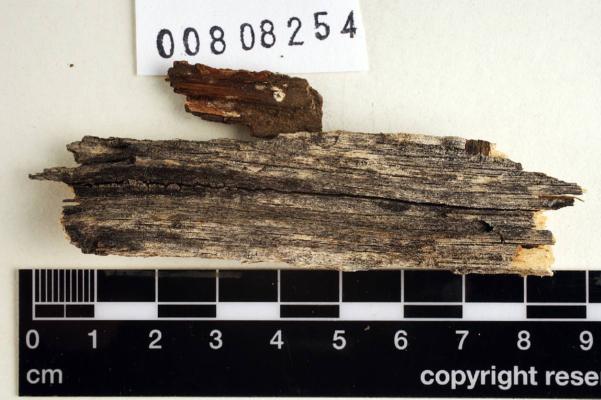 Aleurodiscus bertii image
