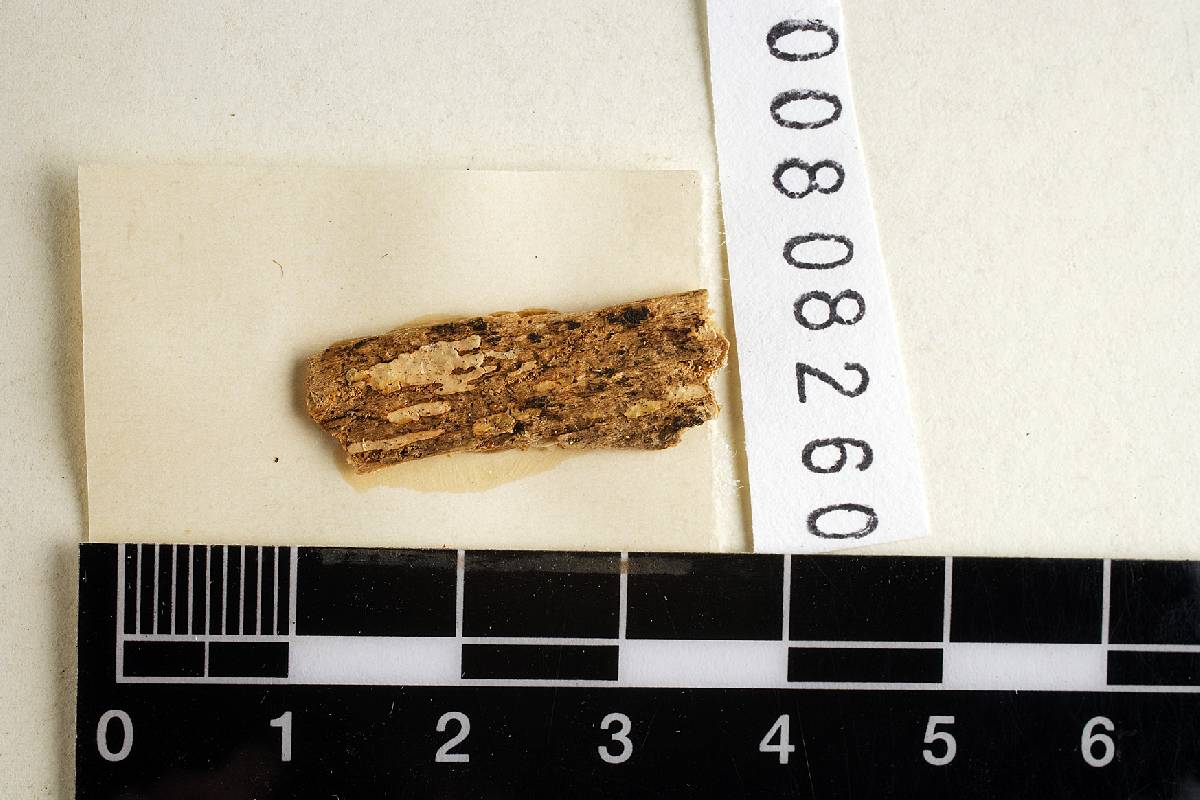 Aleurodiscus lapponicus image
