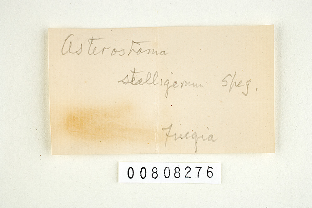 Corticium stelligerum image