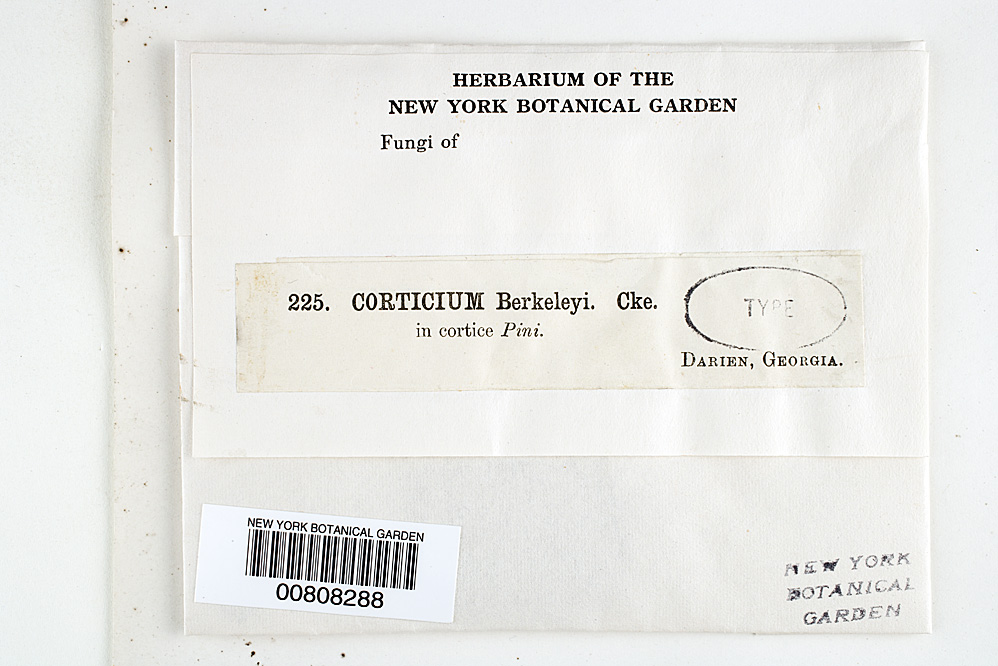 Corticium berkeleyi image