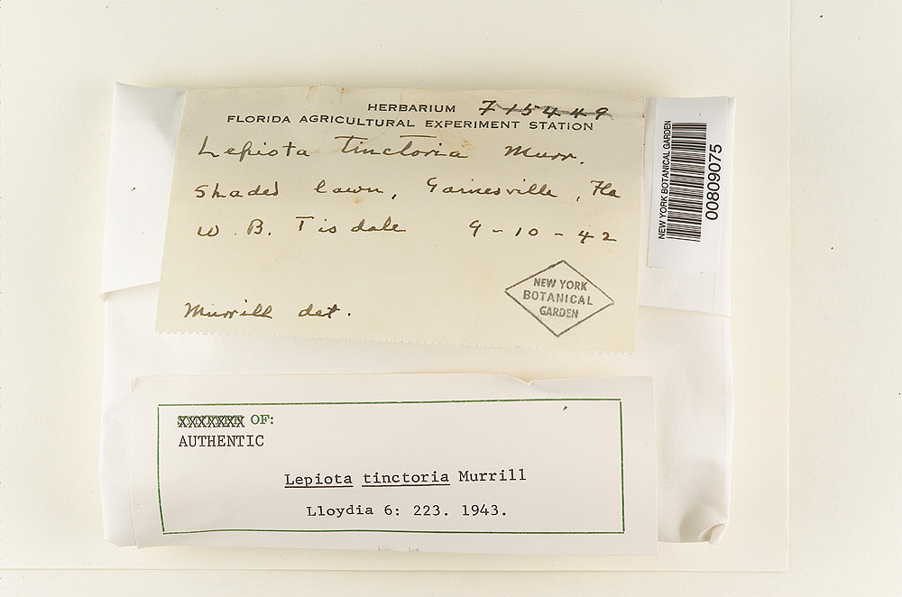 Lepiota tinctoria image