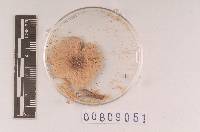 Lepiota aurora image