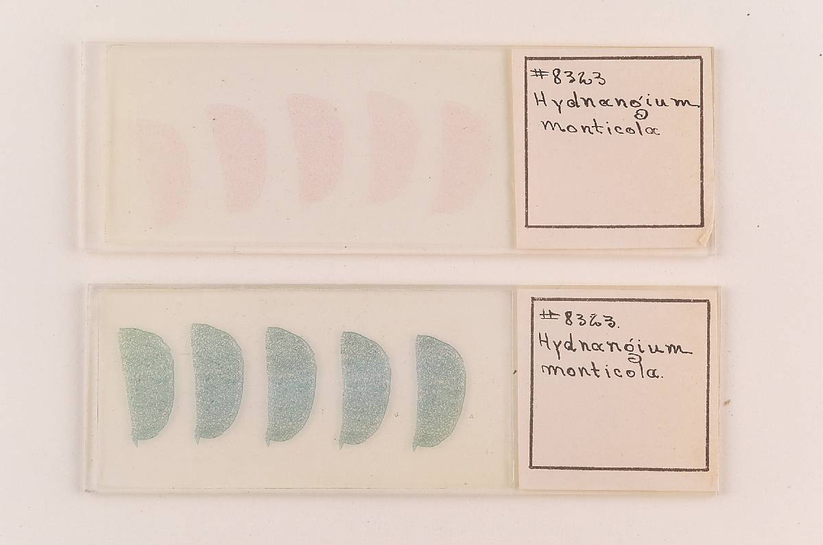 Cystangium vesiculosum image
