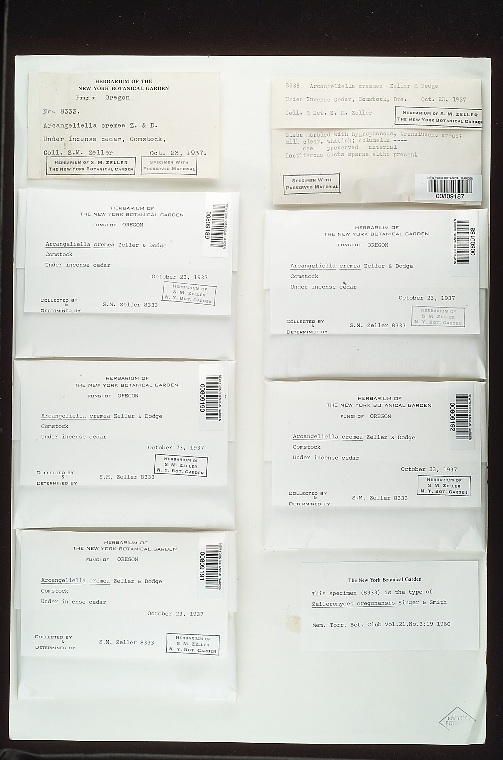 Zelleromyces oregonensis image