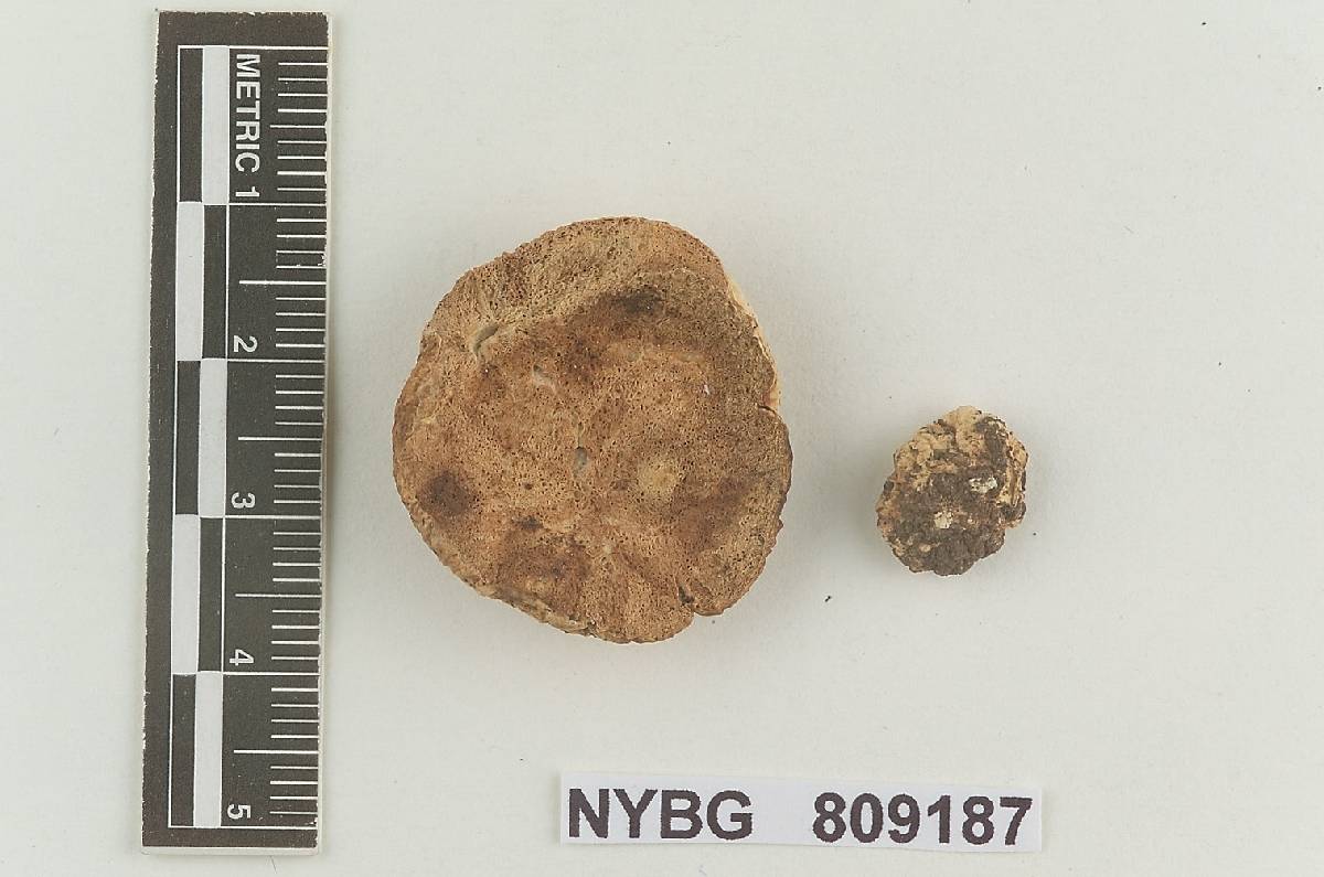 Zelleromyces oregonensis image