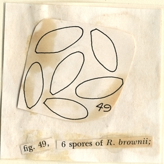 Rhizopogon brownii image