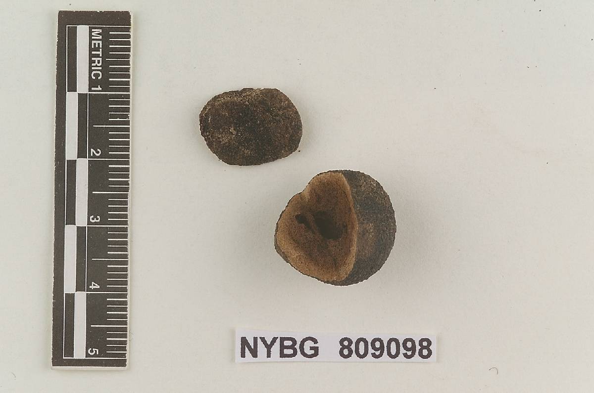 Rhizopogon nigrescens image