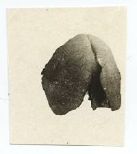 Rhizopogon pachyphloeus image