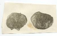 Rhizopogon pannosus image