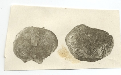 Rhizopogon pannosus image