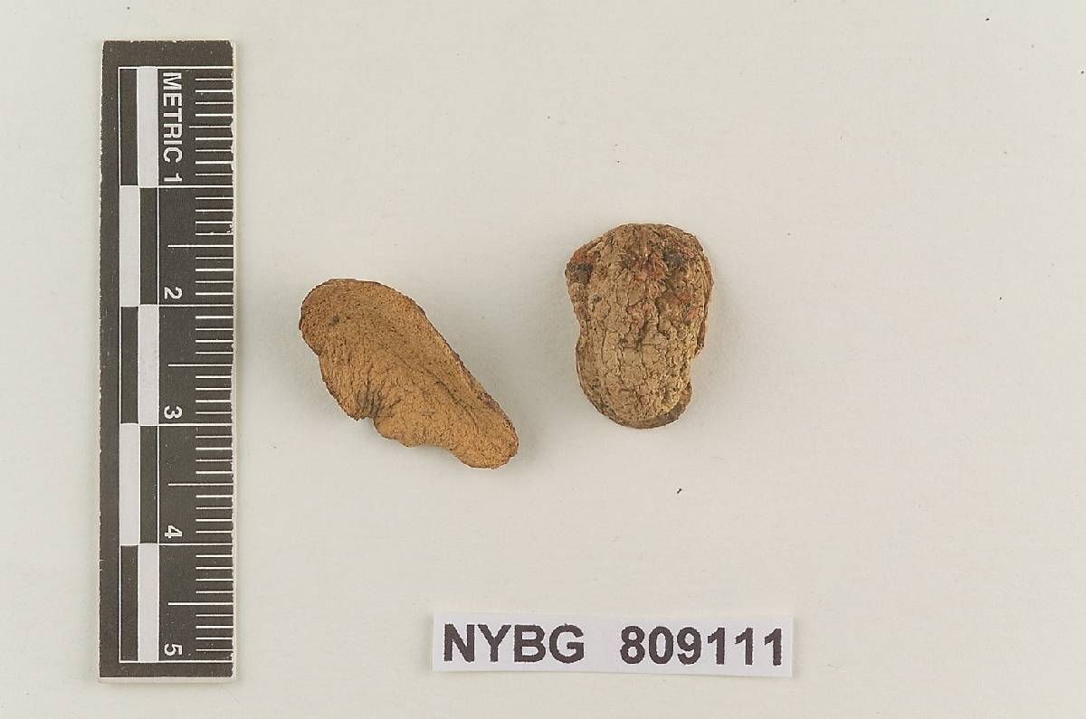 Rhizopogon rubescens var. ochraceus image