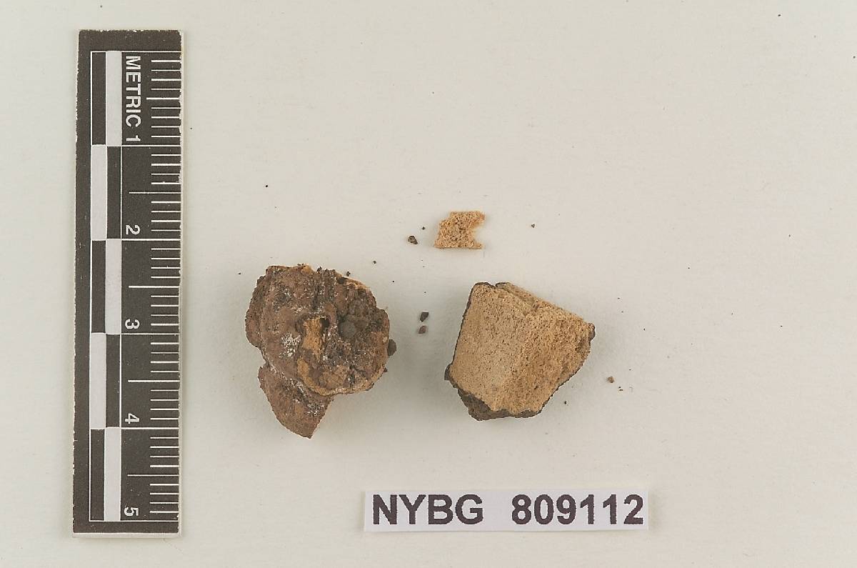 Rhizopogon rubrocorticeus image