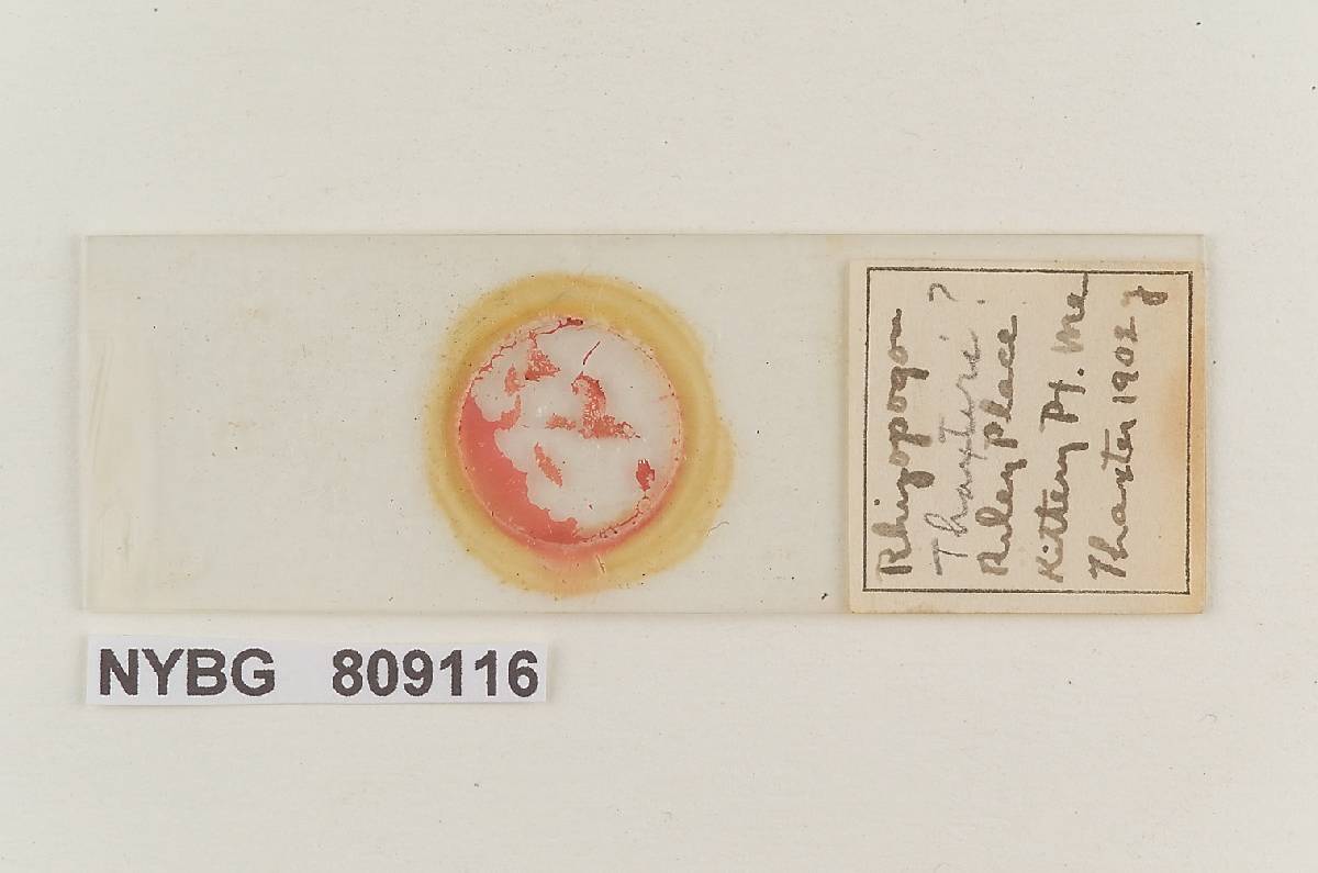 Rhizopogon thaxteri image